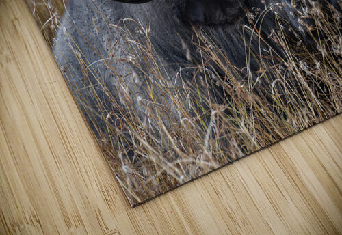 Water Buffalo Sweetwaters kenya Randy Roy Photography puzzle