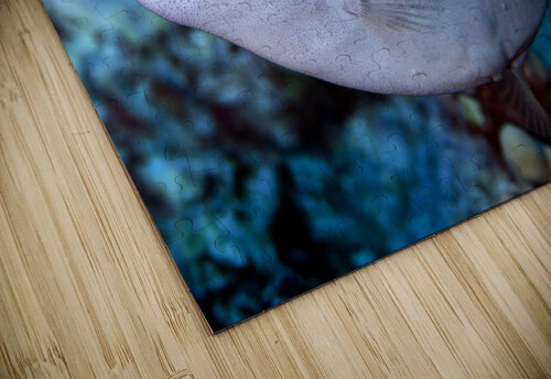 Parrot fish Randy Roy Photography puzzle