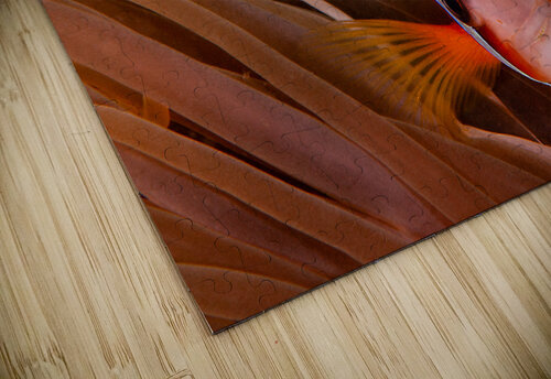 Clown Fish Philippines Randy Roy Photography puzzle