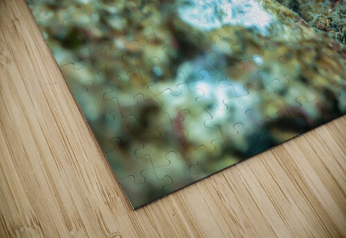 White tipped nudibranch Randy Roy Photography puzzle