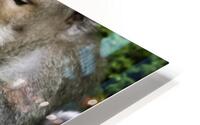 Monkey Forest Bali HD Metal print