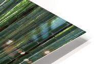 Bamboo forest Kyoto Japan HD Metal print