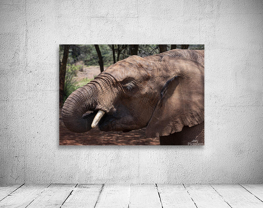 Orphaned elephants rehab center Sheldrick wildlife Wall Preview