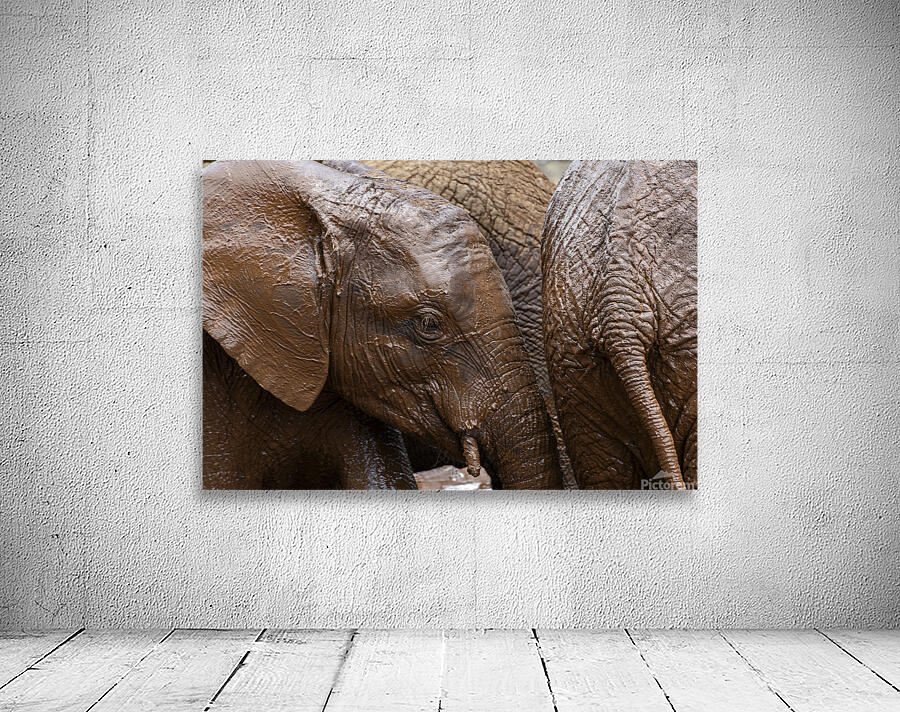 Orphaned elephants rehab center Sheldrick wildlife Wall Preview