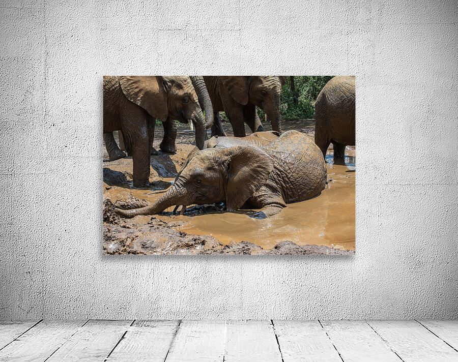Orphaned elephants rehab center Sheldrick wildlife Wall Preview