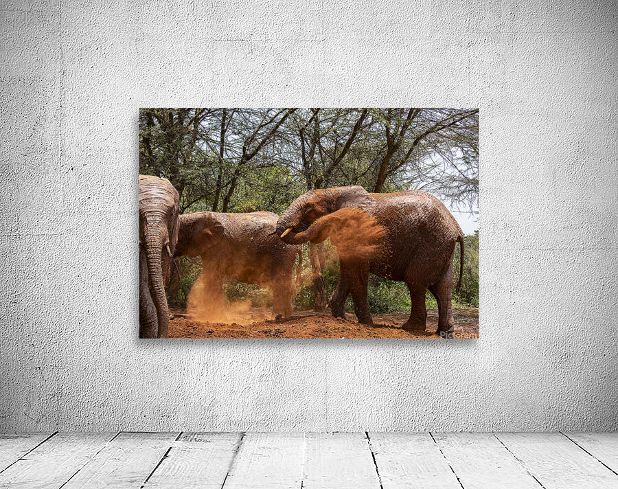 Orphaned elephants rehab center Sheldrick wildlife Wall Preview