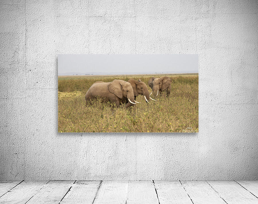 African Elephants Amboseli National Park Kenya Wall Preview