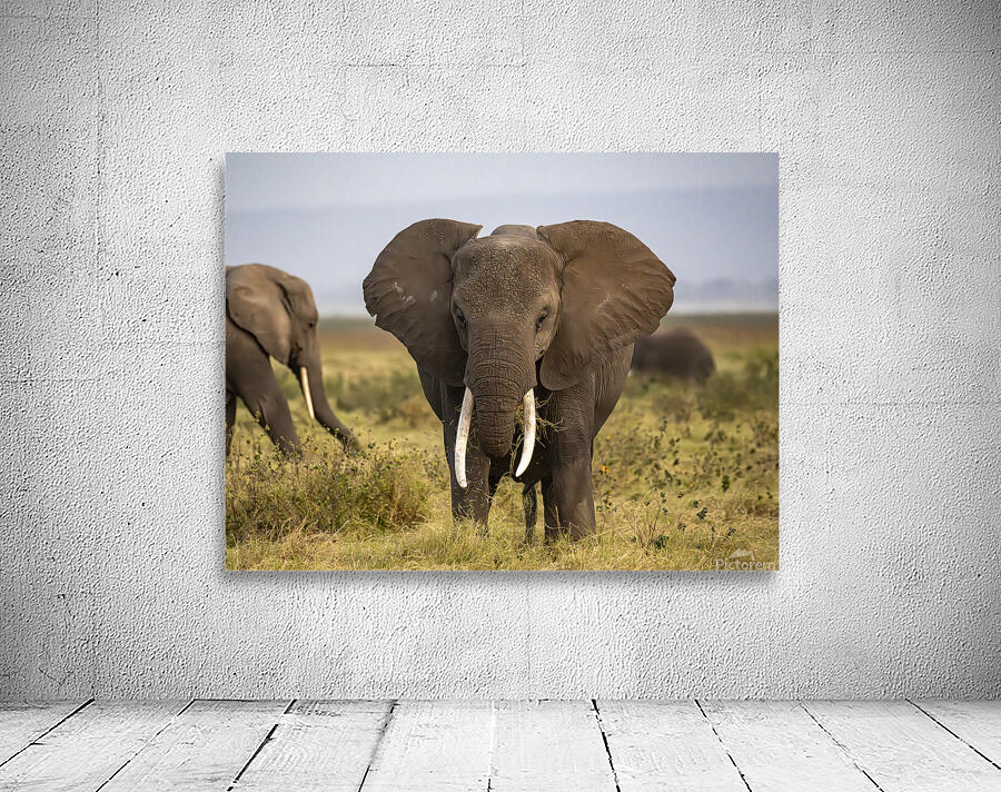 African elephant Amboseli National Park Kenya Wall Preview