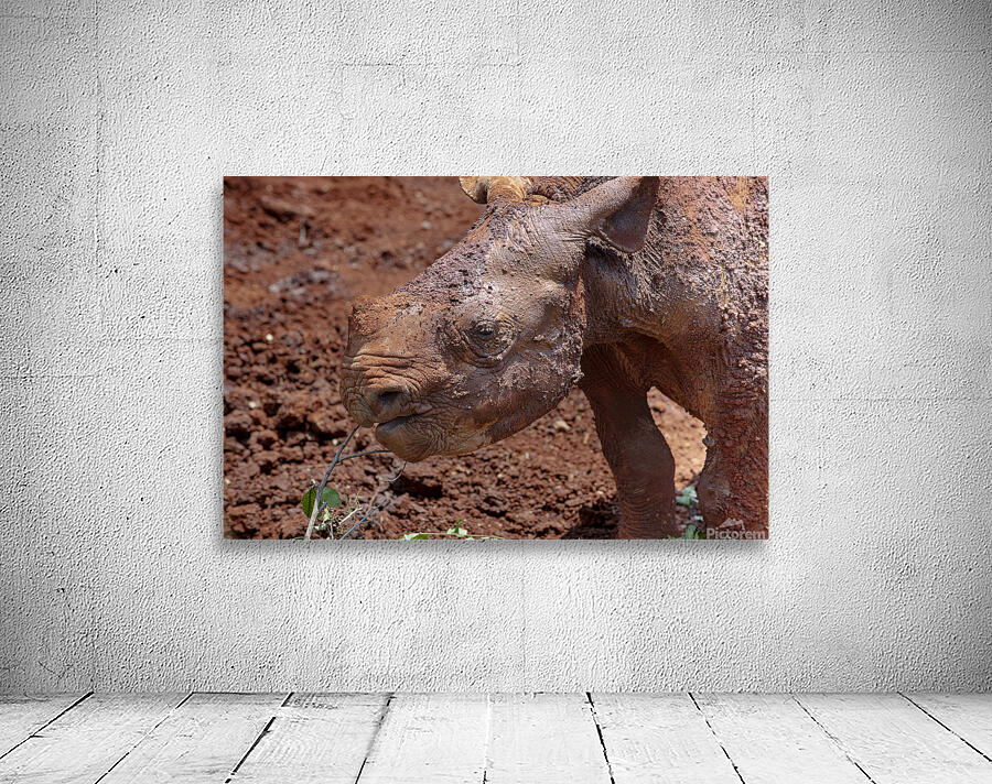 Sheldrick wildlife trust Nairobi Wall Preview