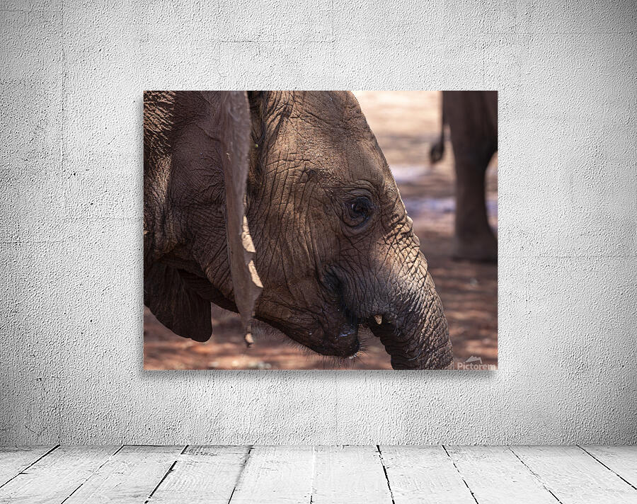 Orphaned elephants rehab center Sheldrick wildlife Wall Preview