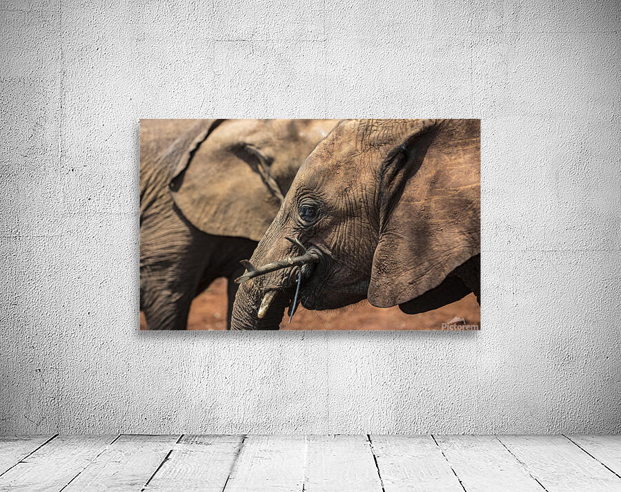 Orphaned elephants rehab center Sheldrick wildlife Wall Preview