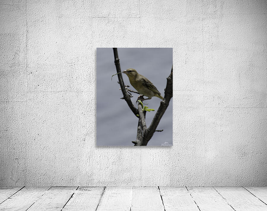 Little weaver Wall Preview