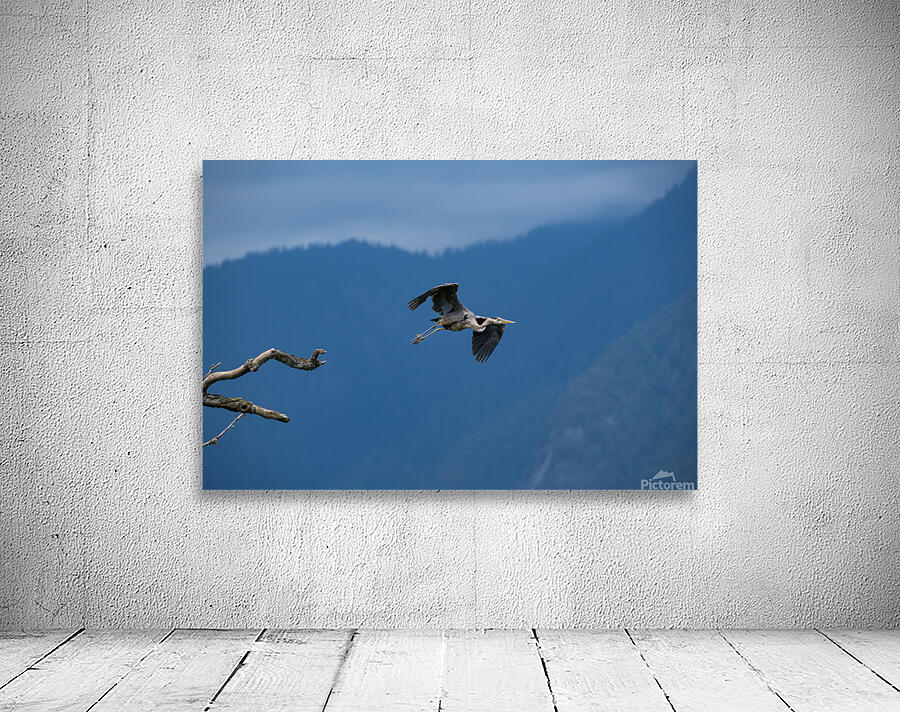 Great blue heron Pitt lake B.C Wall Preview