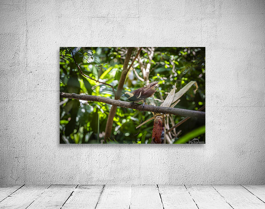 Bird of Paradise Papua New Guinea  Wall Preview