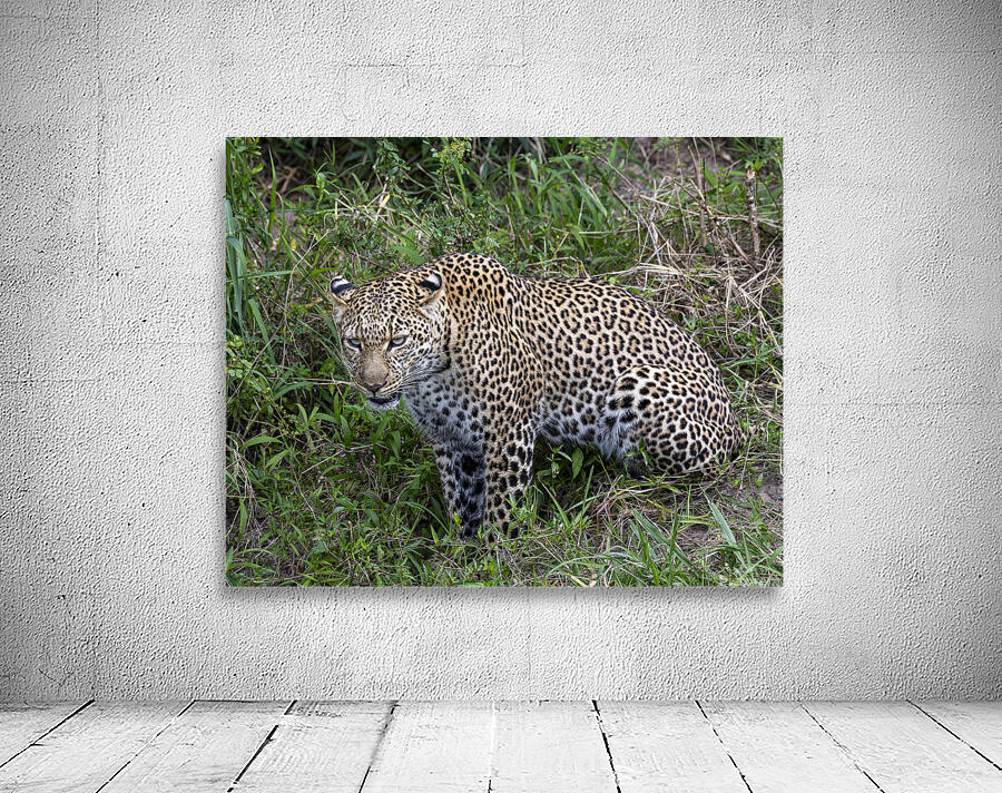 Leopard Wall Preview