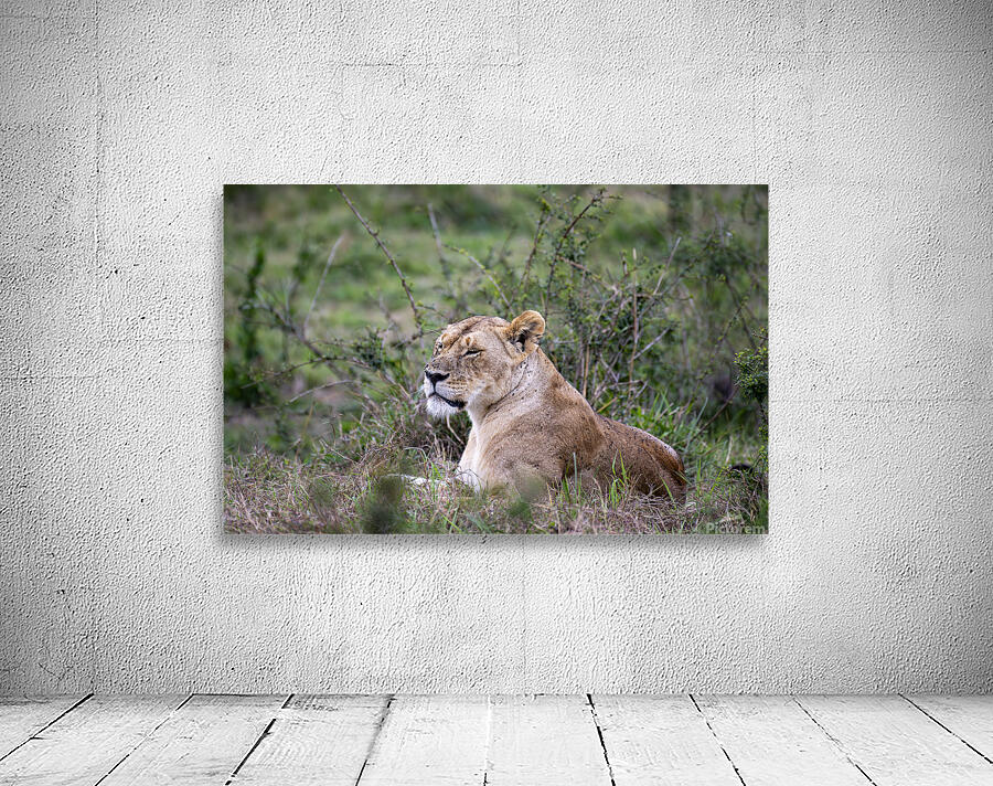 Lionness masai mara Wall Preview