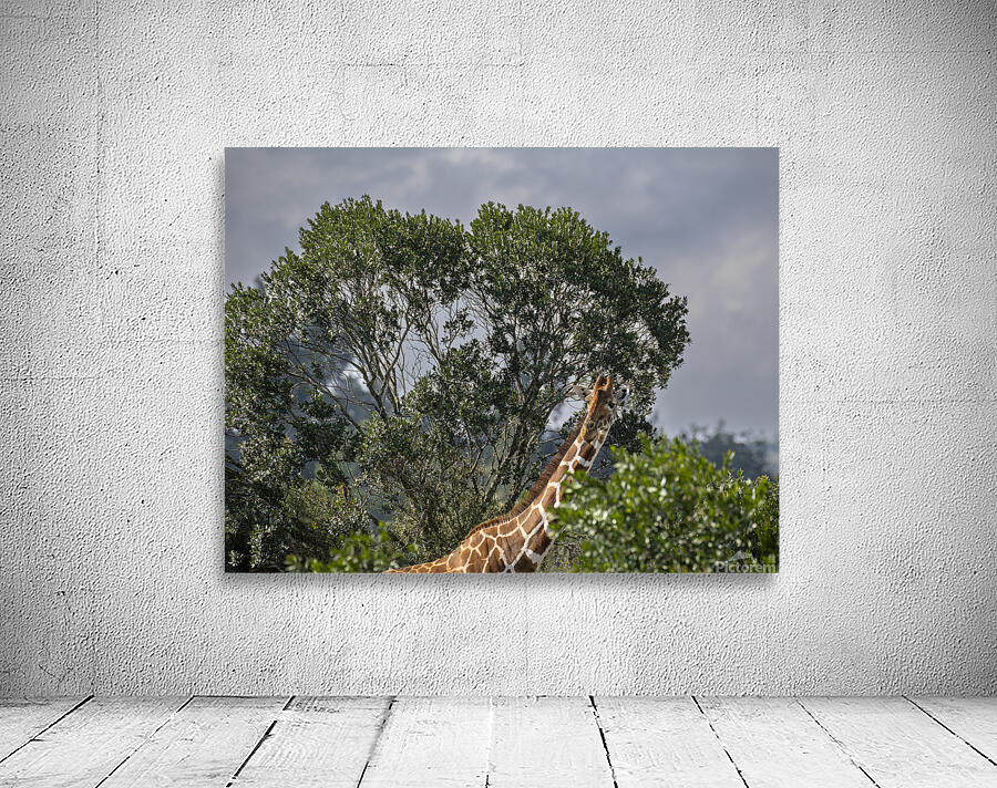 Giraffe Sweetwaters kenya Wall Preview