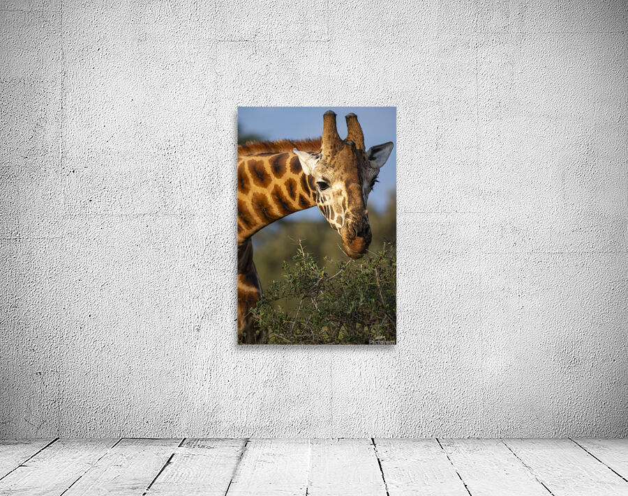 Giraffe Lake Nakuru kenya Wall Preview