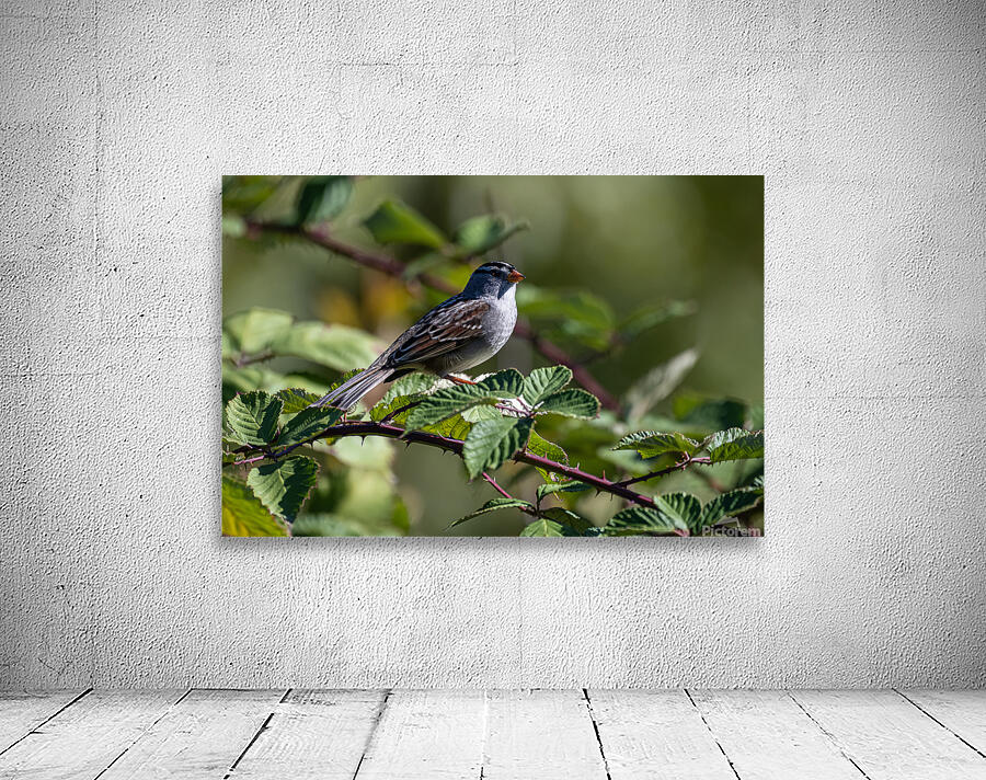 Chickadee Wall Preview