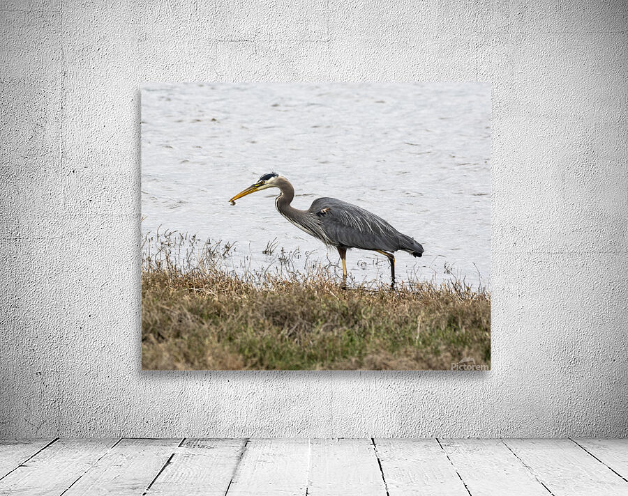 Great Blue Haron Wall Preview