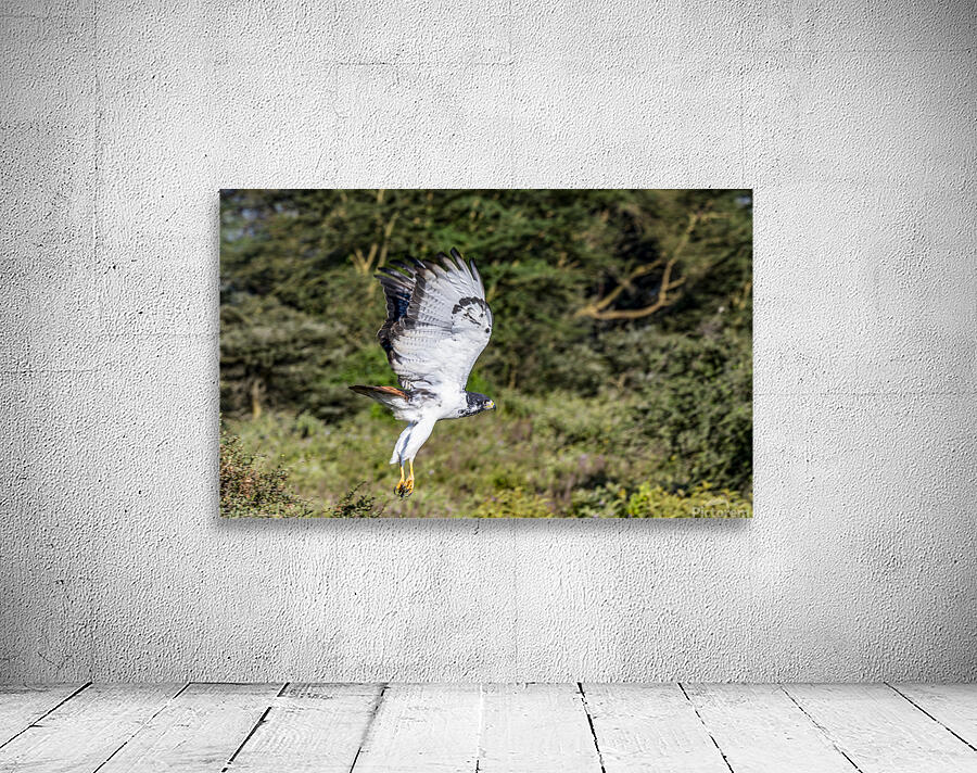 Augur buzzard Lake Nakuru kenya Wall Preview
