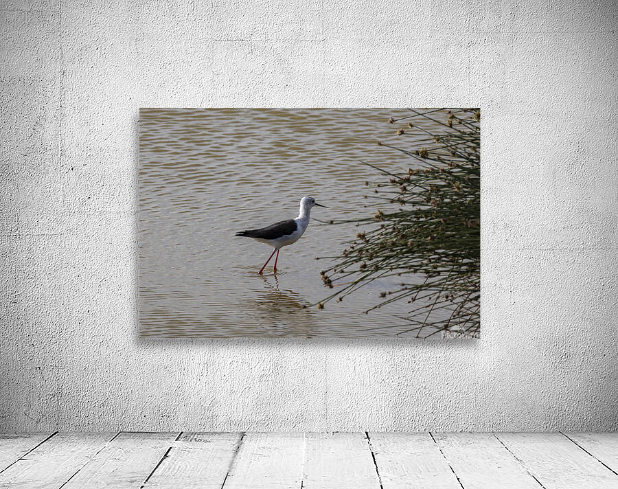 Black winged stilt Sweetwaters kenya Wall Preview