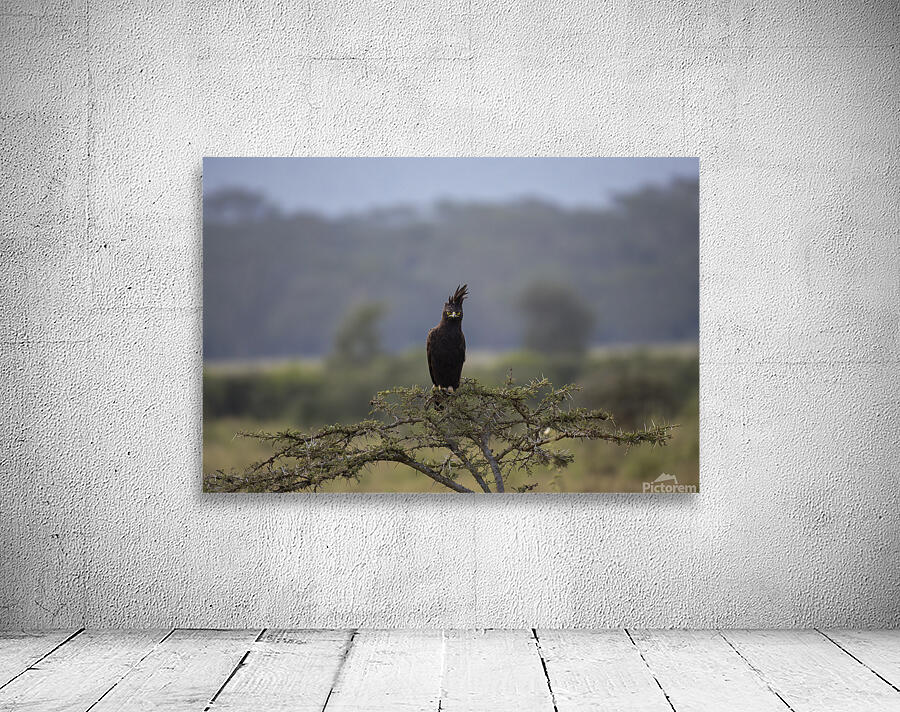 Eagle Lake Nakuru kenya Wall Preview