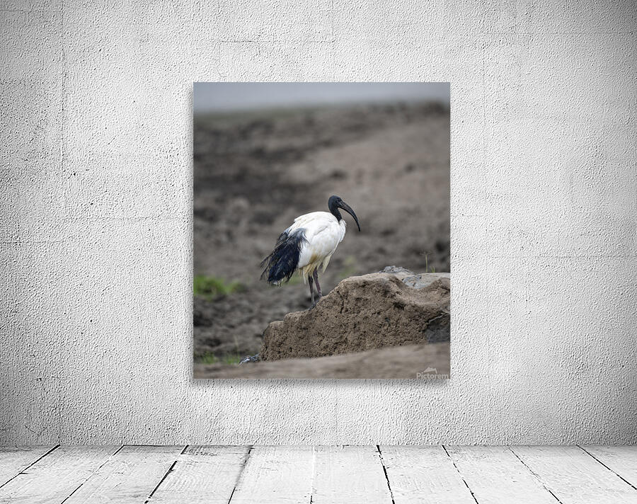Ibis bird Sweetwaters kenya Wall Preview