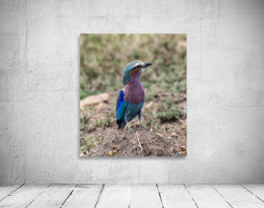 Iilac breasted roller Wall Preview