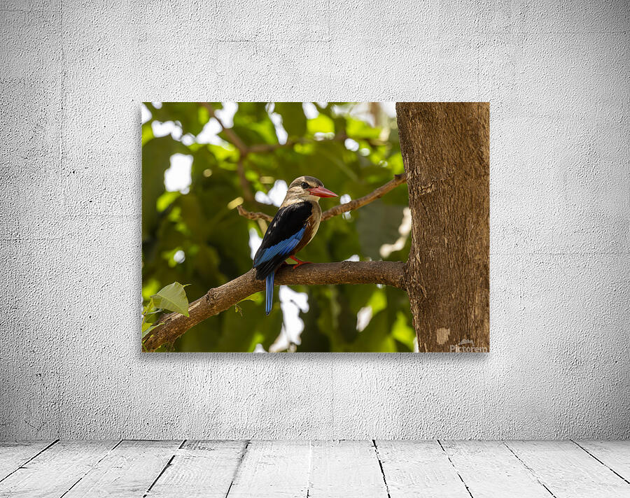 Grey headed kingfisher Amboseli National Park Kenya Wall Preview