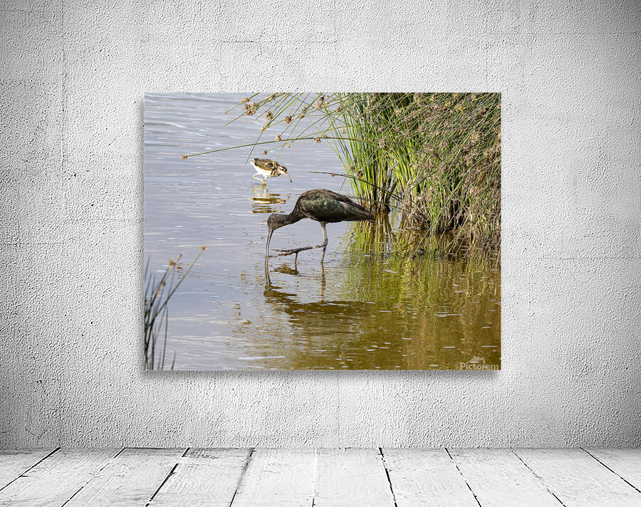 White faced Ibis Sweetwaters kenya Wall Preview