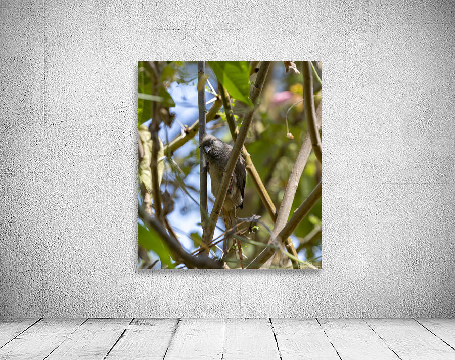 Speckled mousebird Sweetwaters kenya Wall Preview