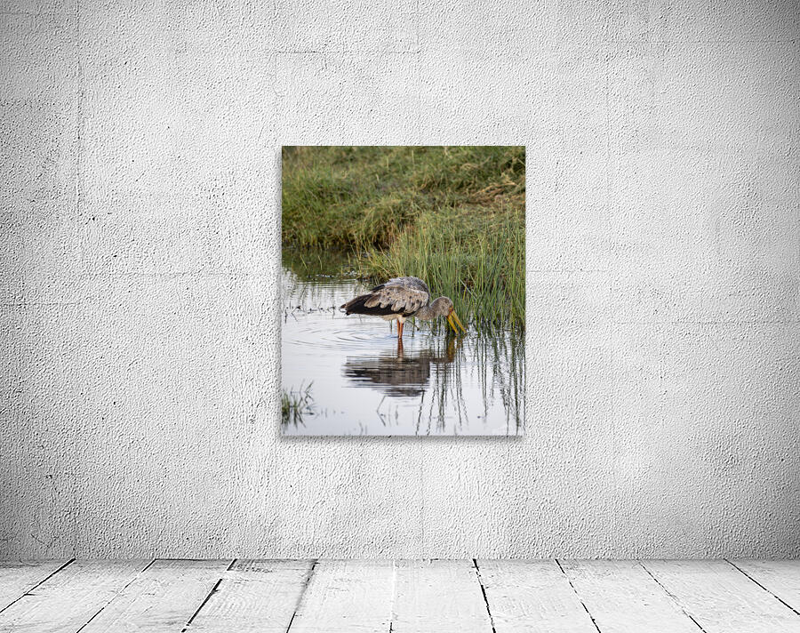 Yellow billed stork Lake Nakuru kenya Wall Preview