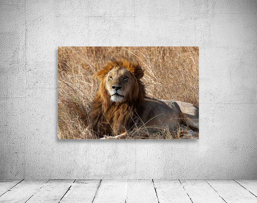 Lion Masai Mara kenya Africa Wall Preview