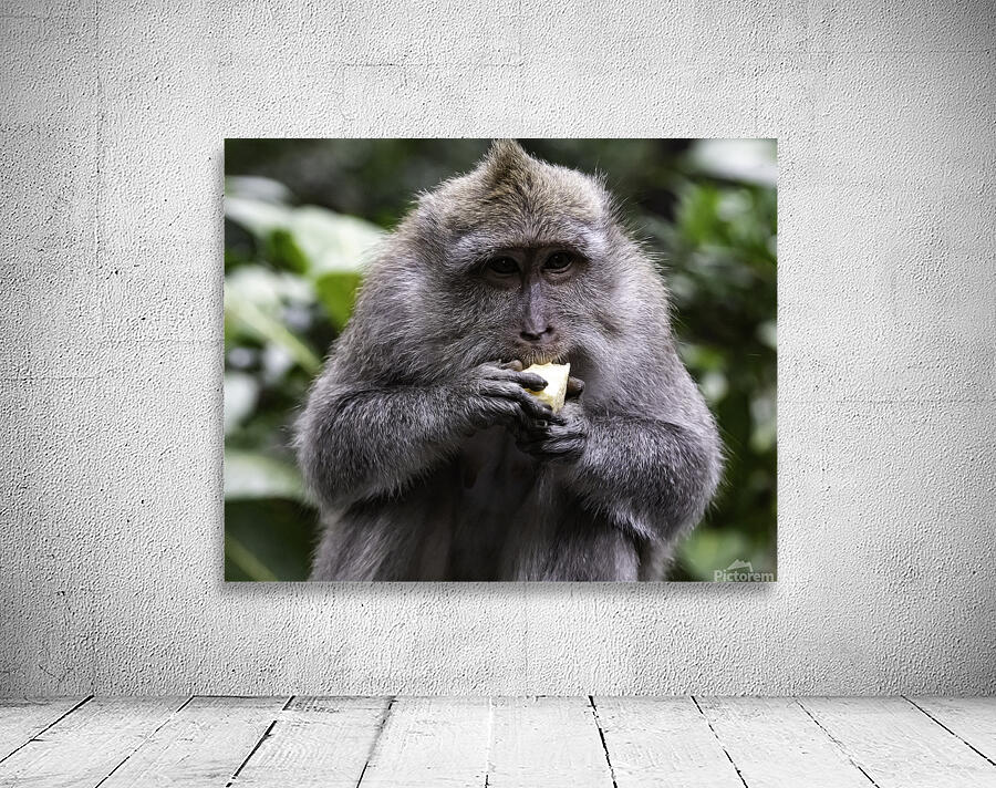 Monkey Forest Bali Wall Preview