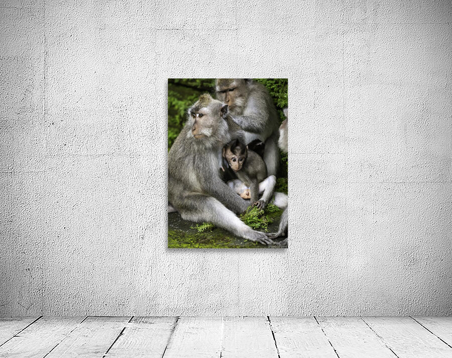 Monkey Forest Bali Wall Preview