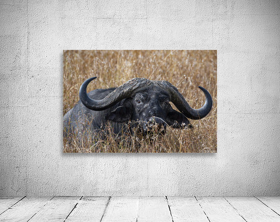 Water Buffalo Sweetwaters kenya Wall Preview