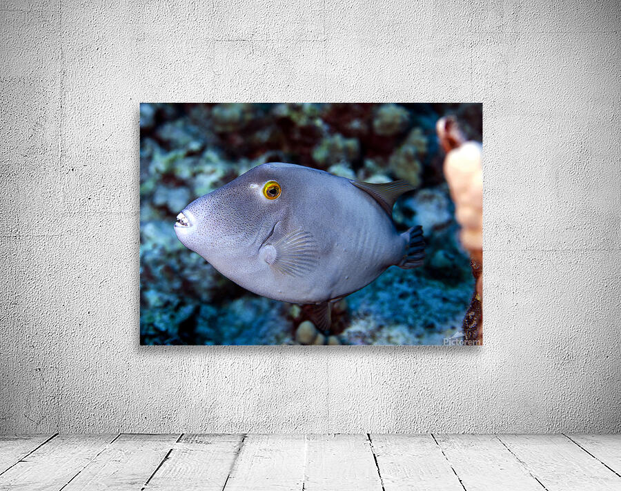 Parrot fish Wall Preview