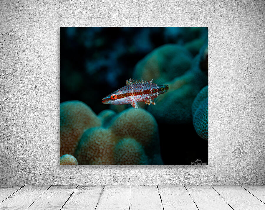 Speckled Maori Wrasse Milolii dock Kona Hawaii Wall Preview