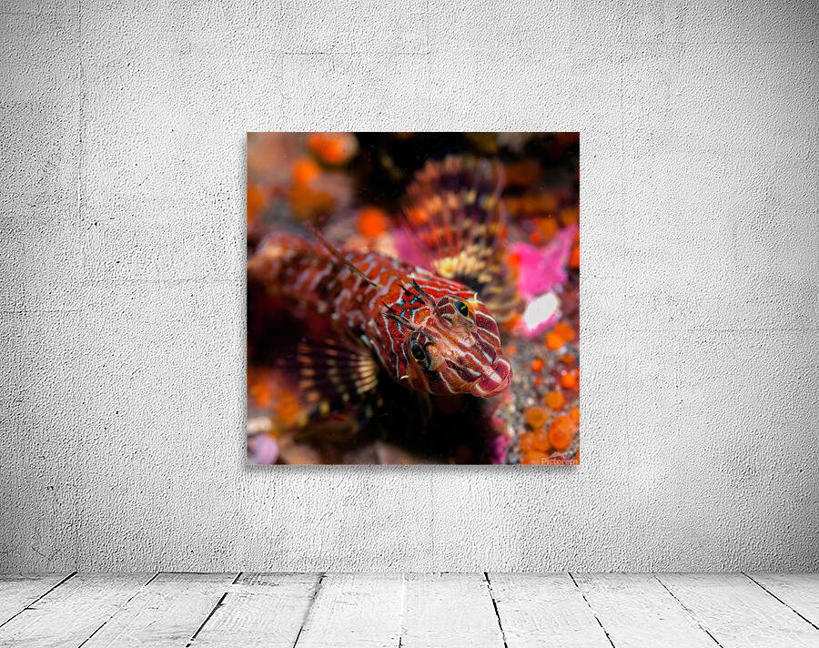 Longfin sculpin Keystone jetty Washington state Wall Preview