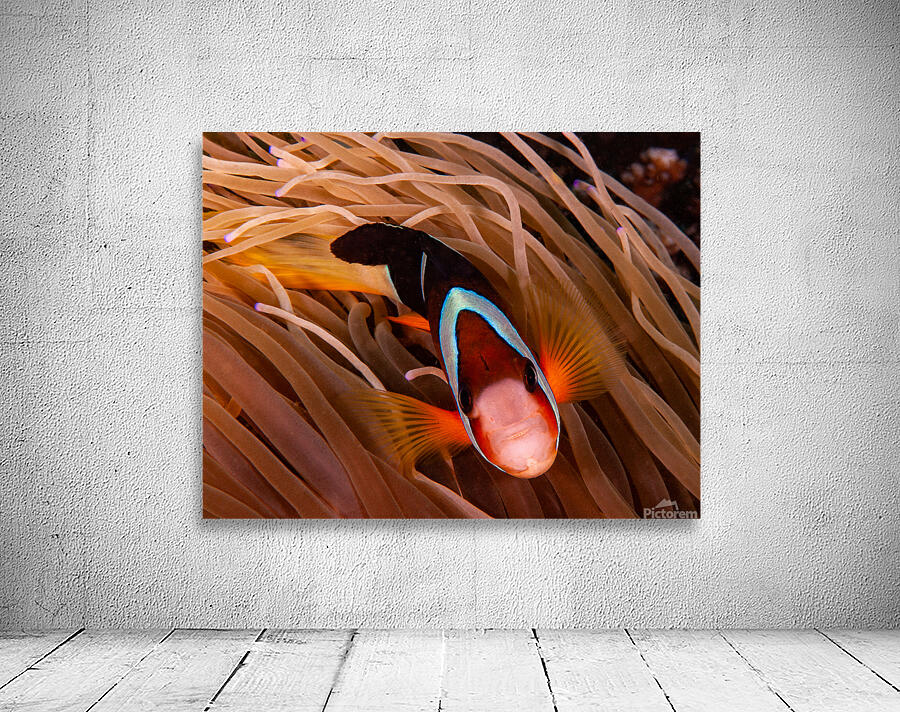 Clown Fish Philippines Wall Preview