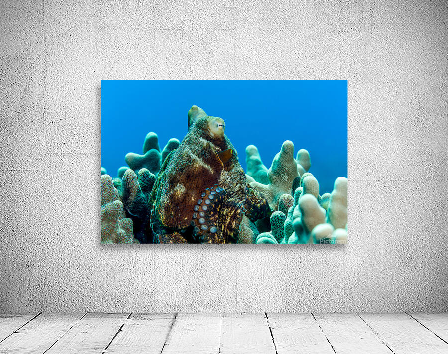 Octopus Hawaii big island Wall Preview