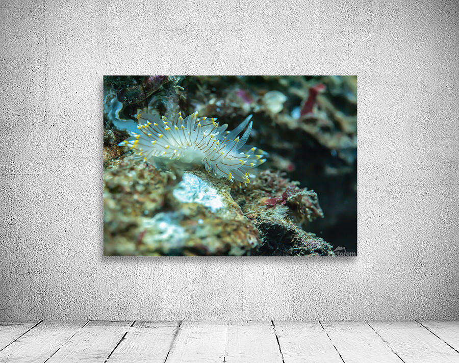 White tipped nudibranch Wall Preview