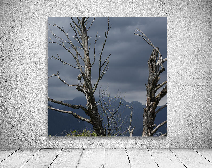 Blue haron pitt lake B.C Wall Preview