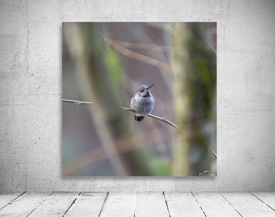 Anns Hummingbird  Fort Langley  Wall Preview