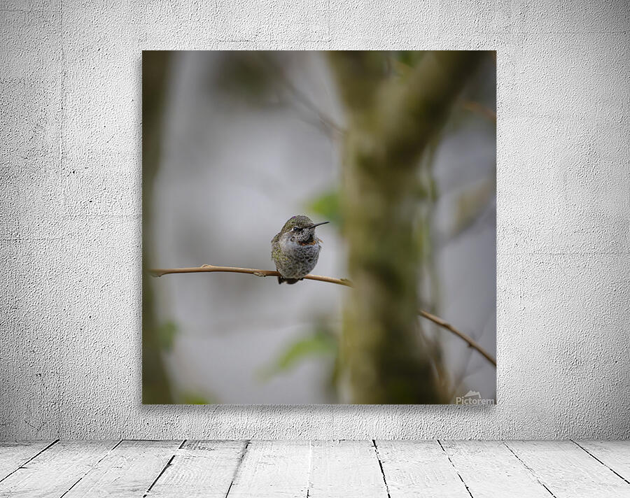 Anns Hummingbird  Fort Langley  Wall Preview