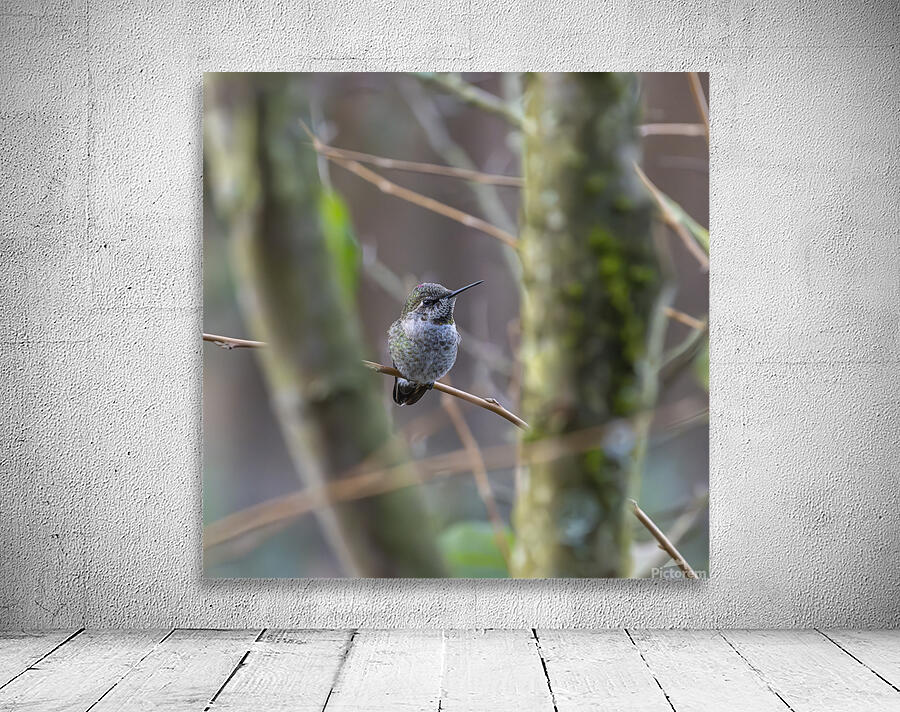 Anns Hummingbird  Fort Langley  Wall Preview