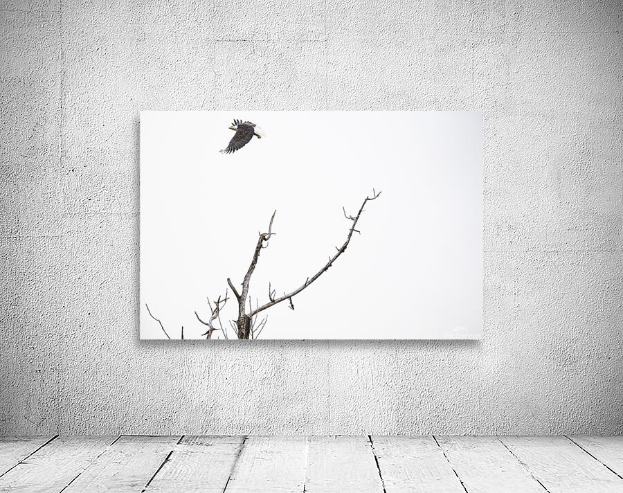 Eagle soaring over a tree Wall Preview