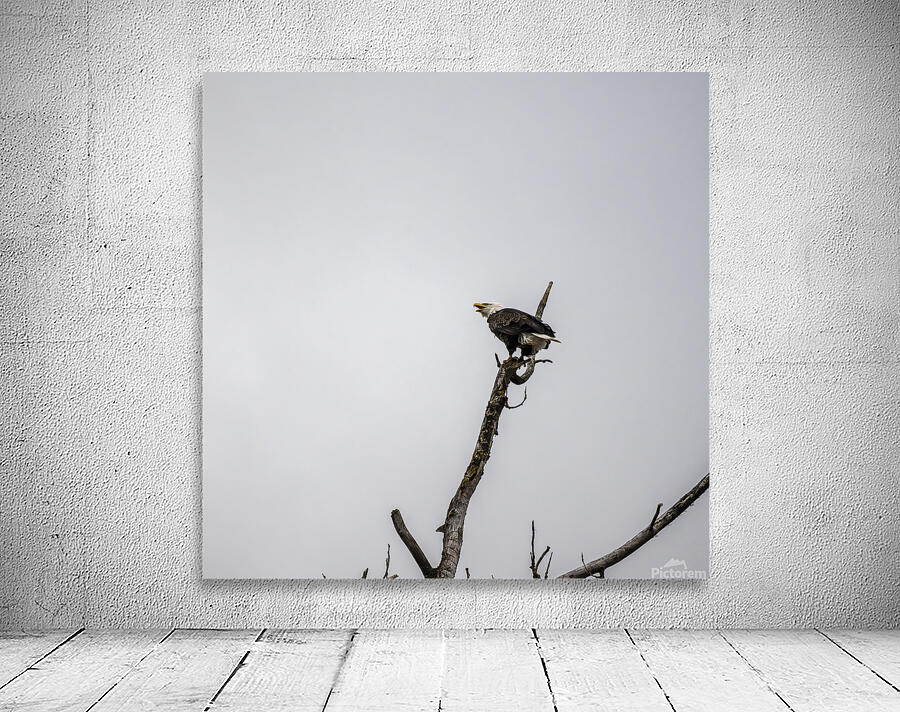 Eagle perched on top of a tree Wall Preview