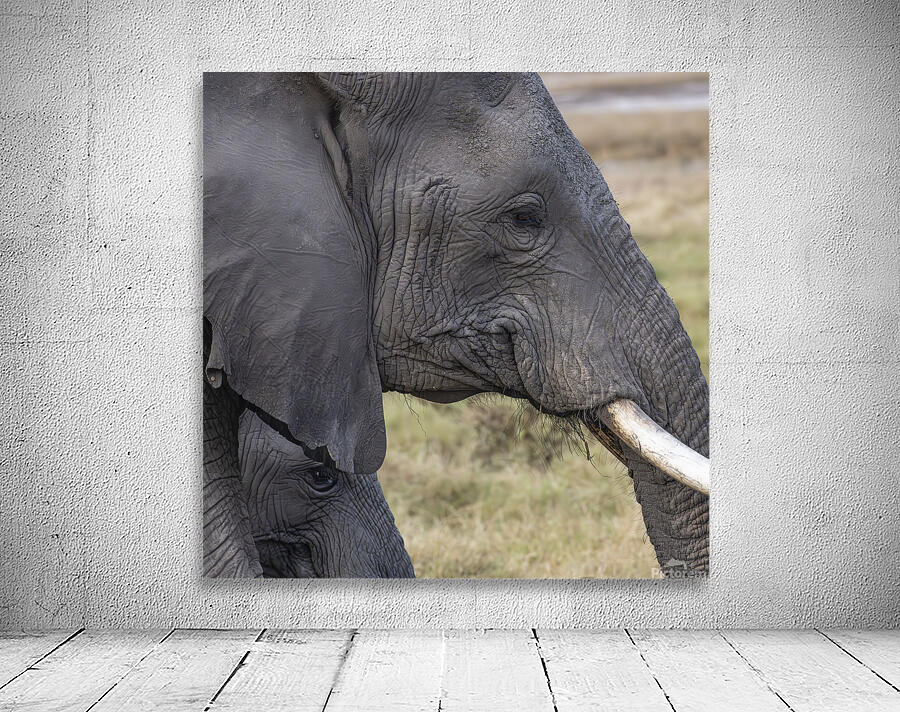Elephant with baby Amboseli National Park Kenya  Wall Preview